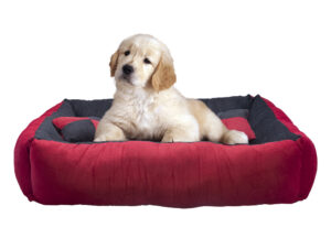 Pet bed shoot for online store, amazon