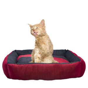 Pet bed for e commerce photography